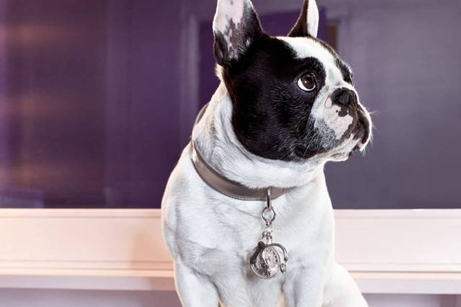 Disco Dog by THOMAS SABO